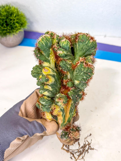Cereus monstruosus Variegatus Hort (18) | Imported