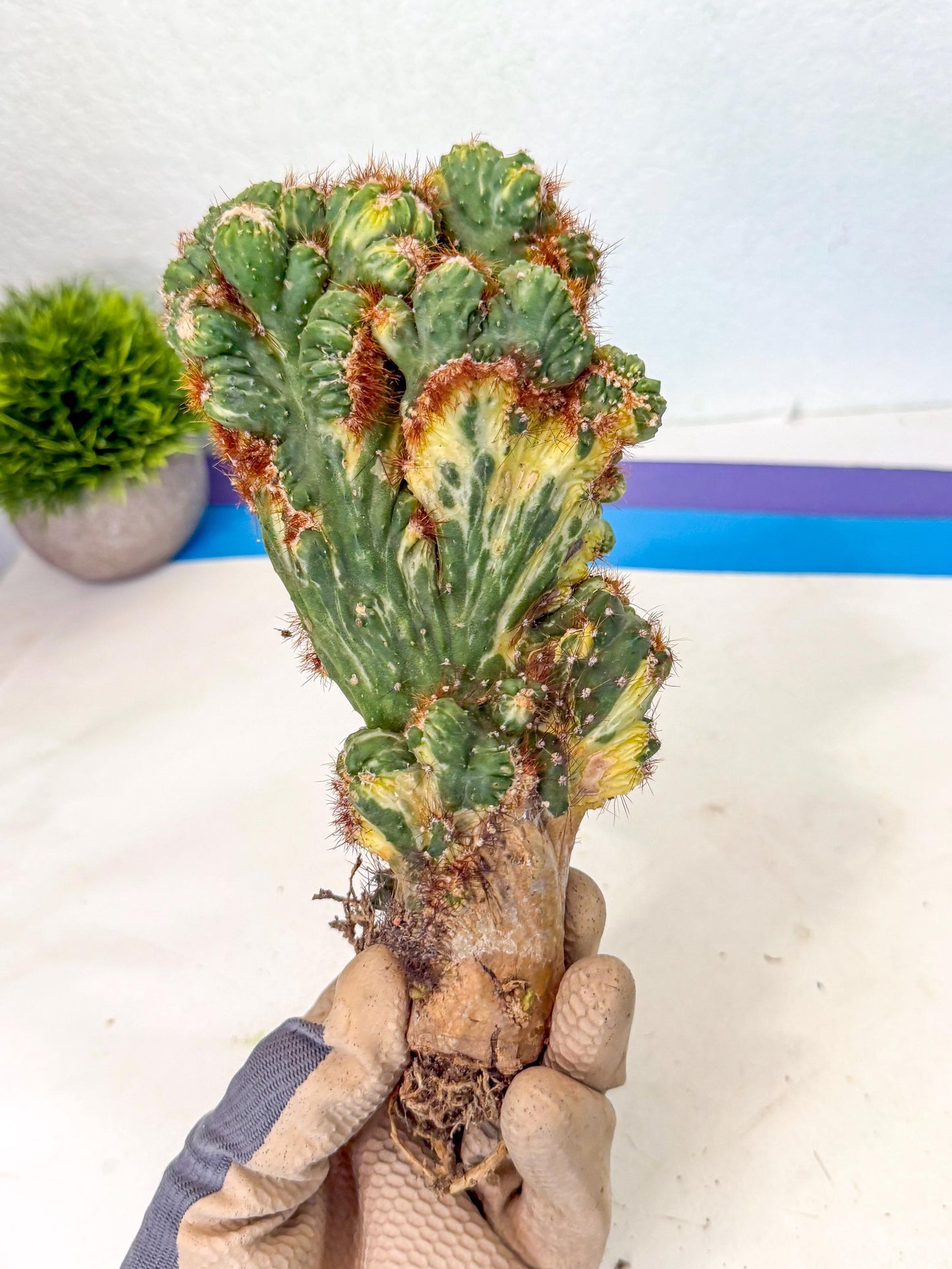 Cereus monstruosus Variegatus Hort (18) | Imported