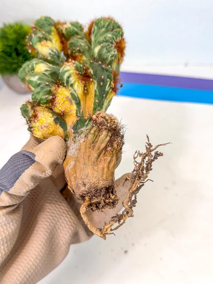 Cereus monstruosus Variegatus Hort (18) | Imported