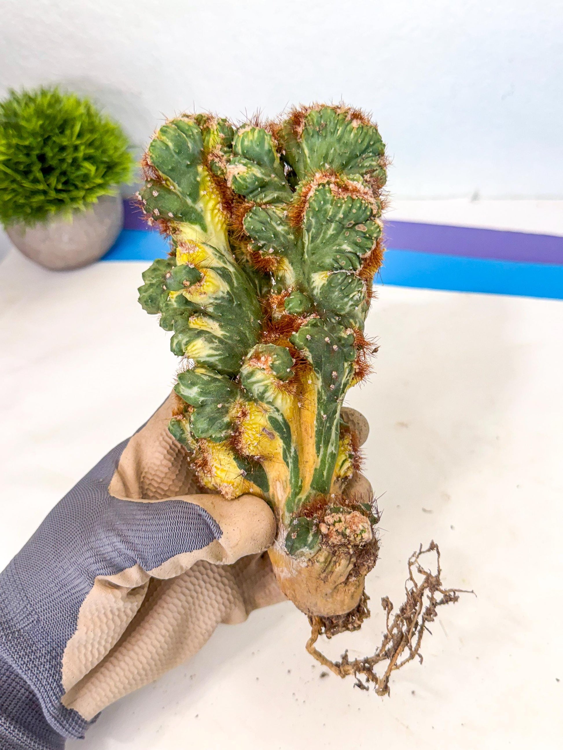 Cereus monstruosus Variegatus Hort (18) | Imported