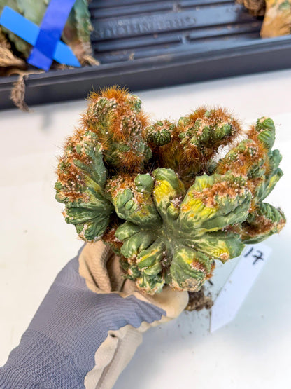 Cereus monstruosus Variegatus Hort (17) | Imported