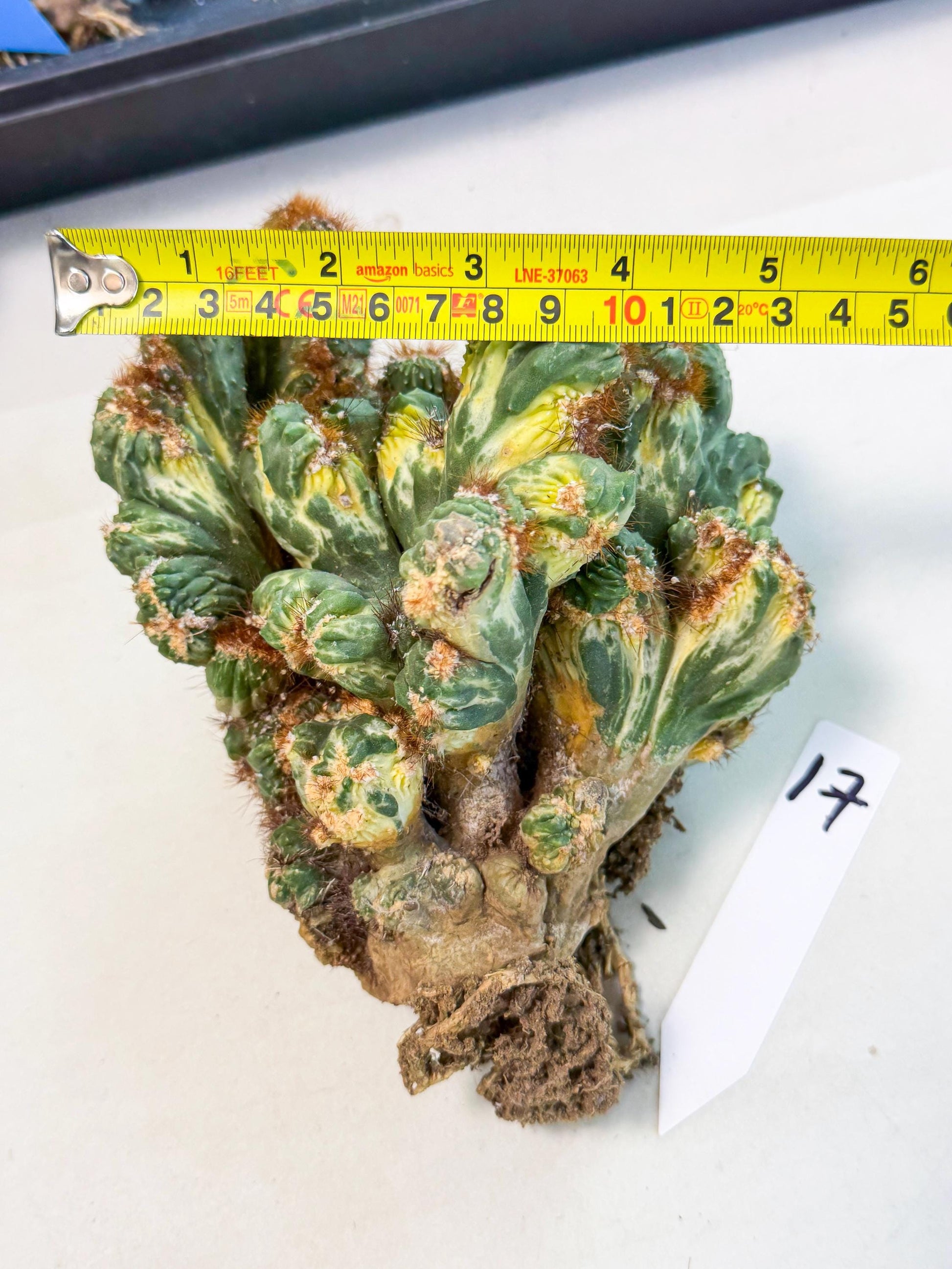 Cereus monstruosus Variegatus Hort (17) | Imported