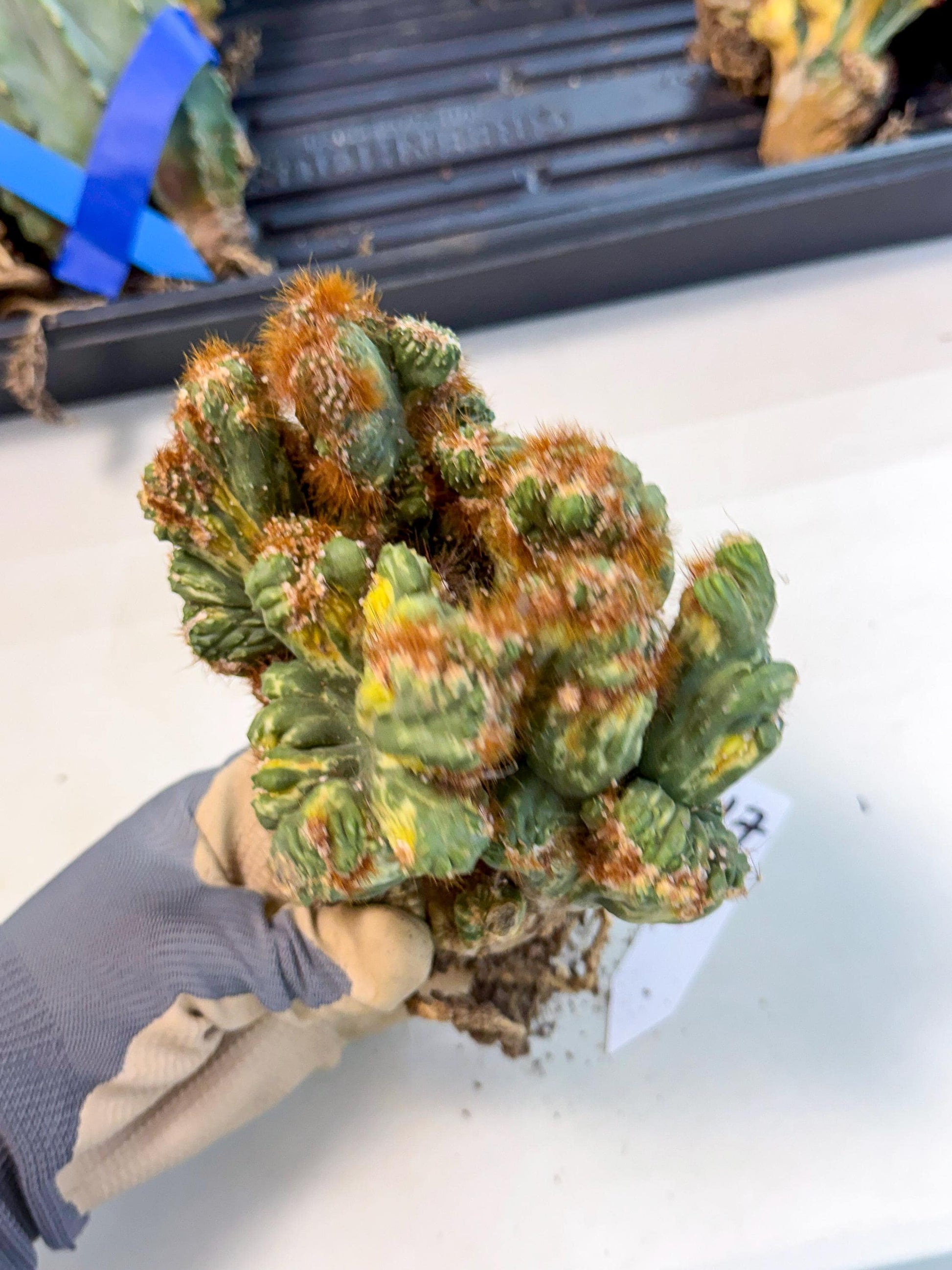 Cereus monstruosus Variegatus Hort (17) | Imported