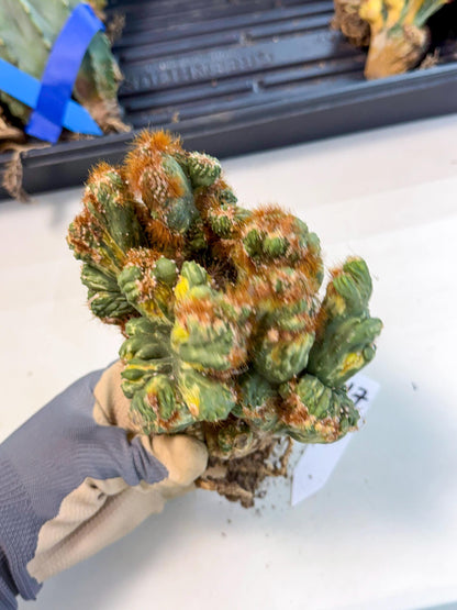 Cereus monstruosus Variegatus Hort (17) | Imported