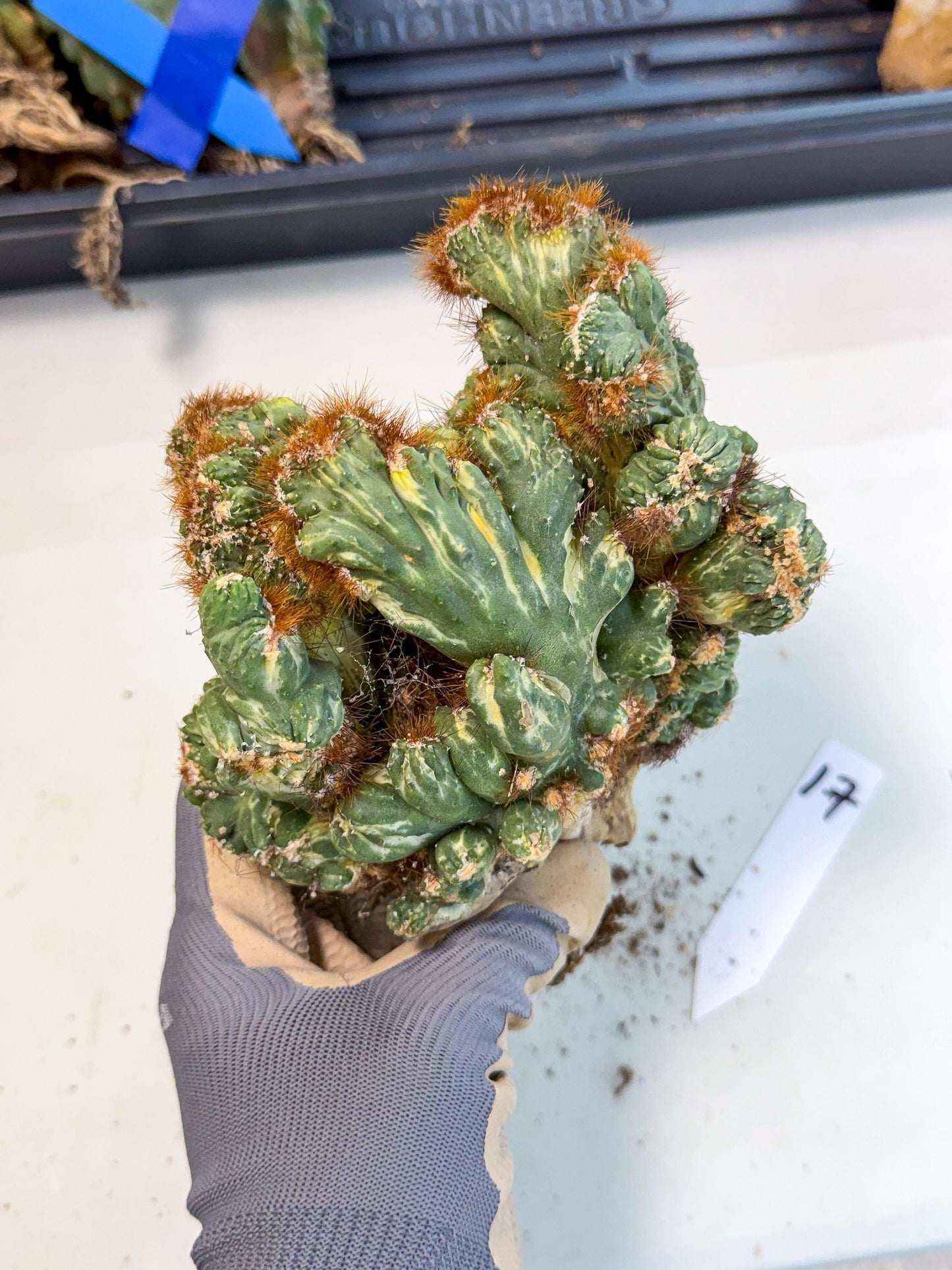 Cereus monstruosus Variegatus Hort (17) | Imported
