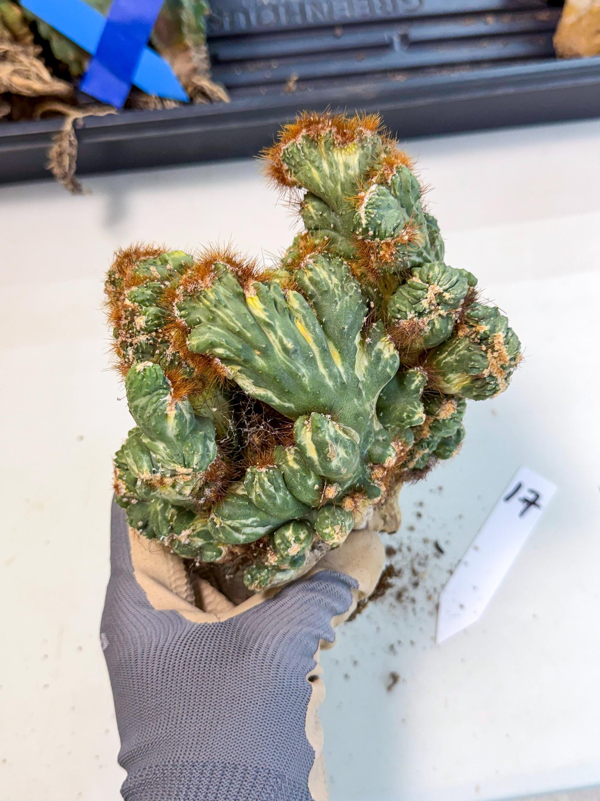 Cereus monstruosus Variegatus Hort (17) | Imported