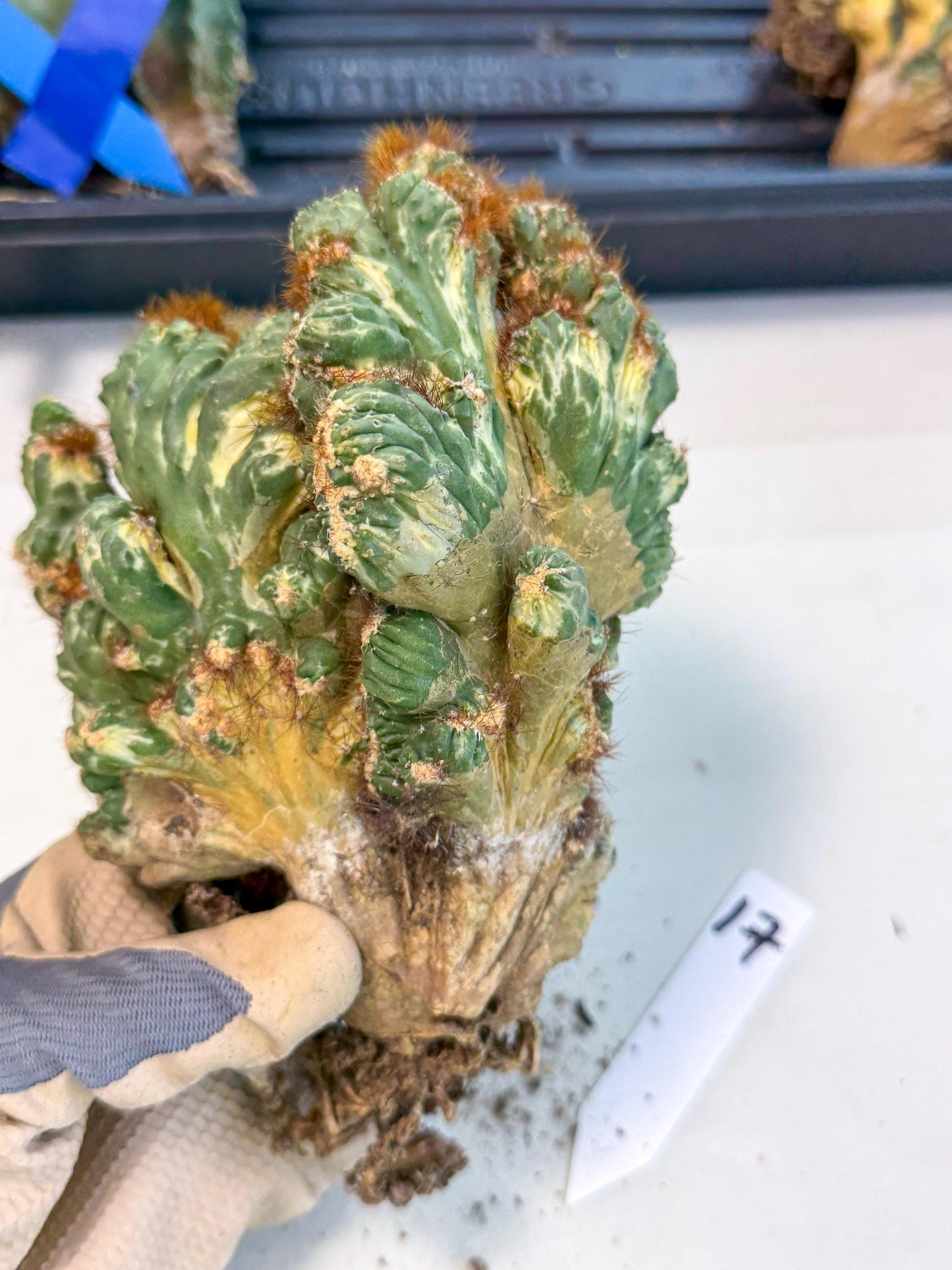 Cereus monstruosus Variegatus Hort (17) | Imported