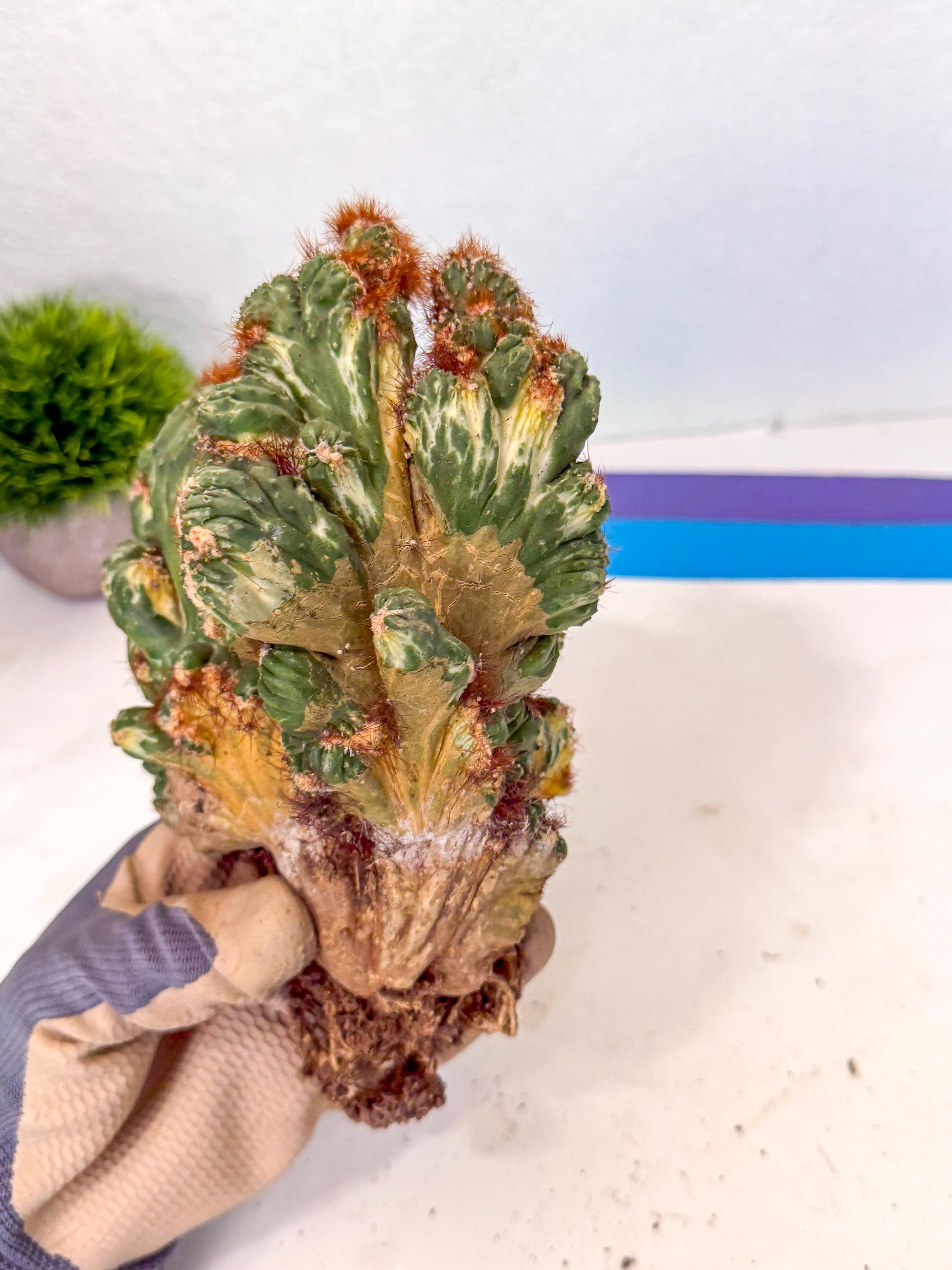 Cereus monstruosus Variegatus Hort (17) | Imported