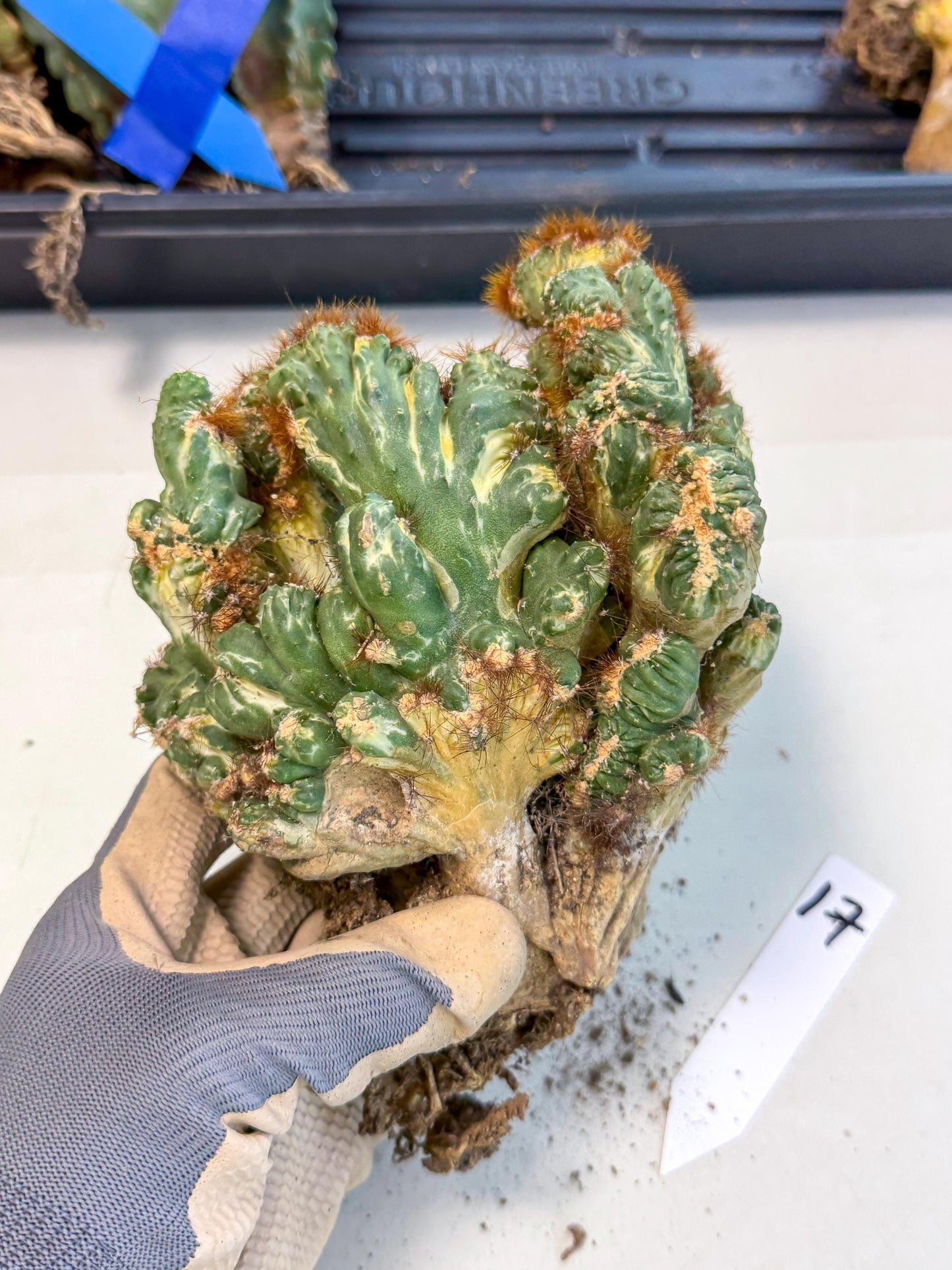 Cereus monstruosus Variegatus Hort (17) | Imported