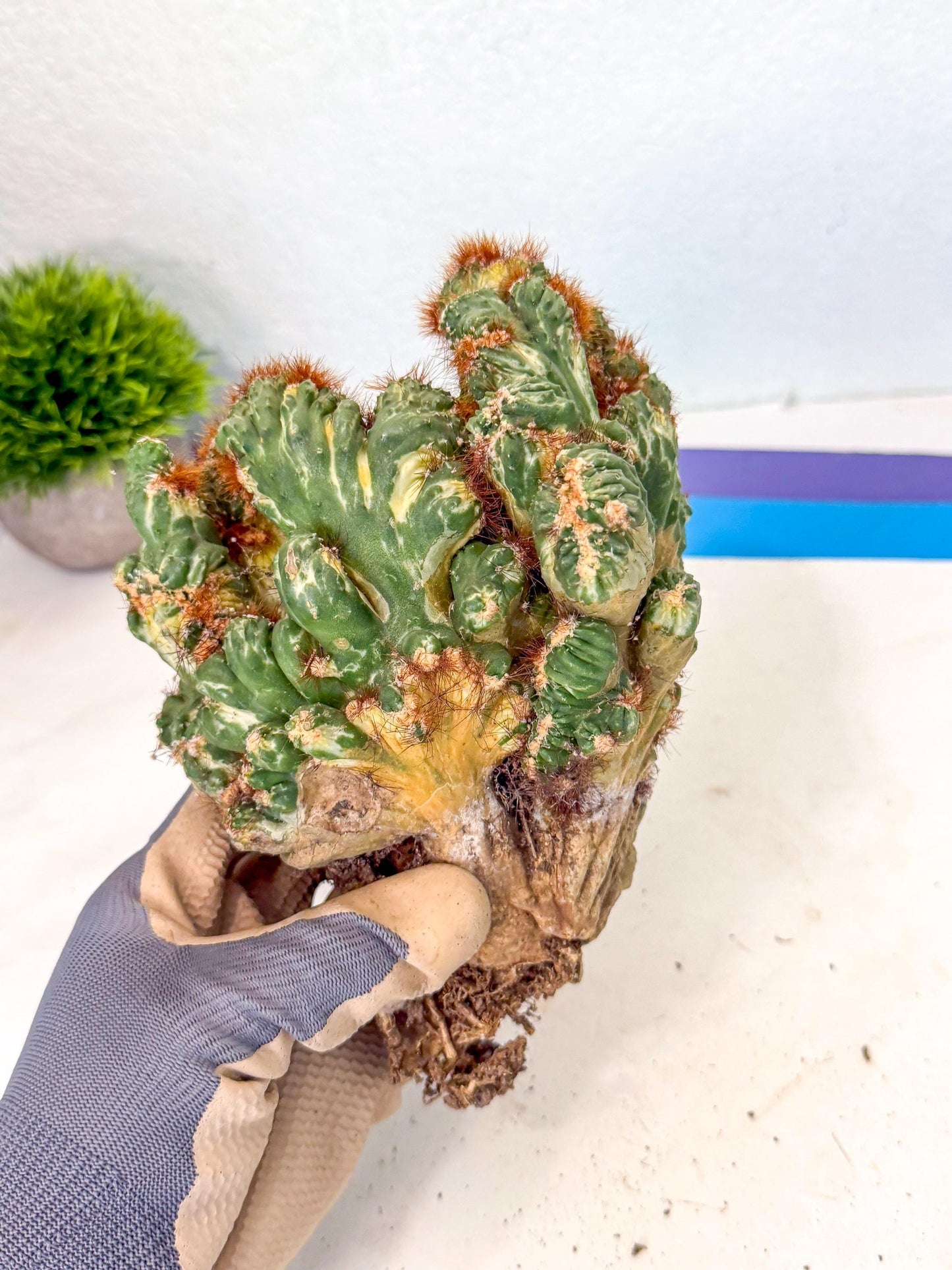 Cereus monstruosus Variegatus Hort (17) | Imported