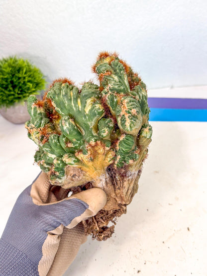 Cereus monstruosus Variegatus Hort (17) | Imported