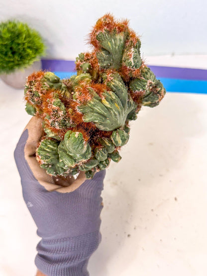 Cereus monstruosus Variegatus Hort (17) | Imported