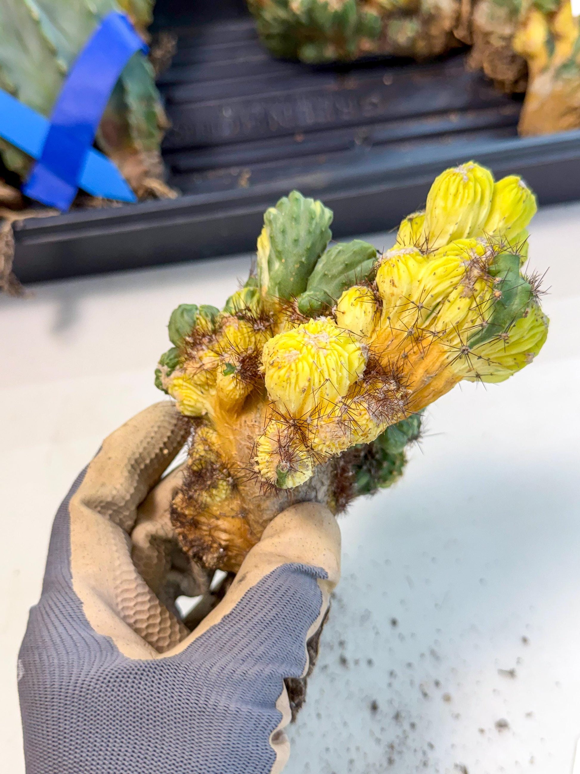 Cereus monstruosus Variegatus Hort (16) | Imported