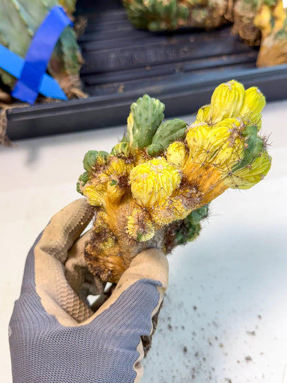 Cereus monstruosus Variegatus Hort (16) | Imported