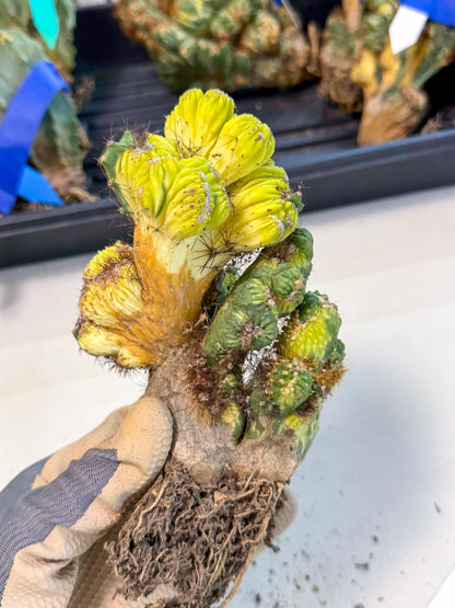 Cereus monstruosus Variegatus Hort (16) | Imported