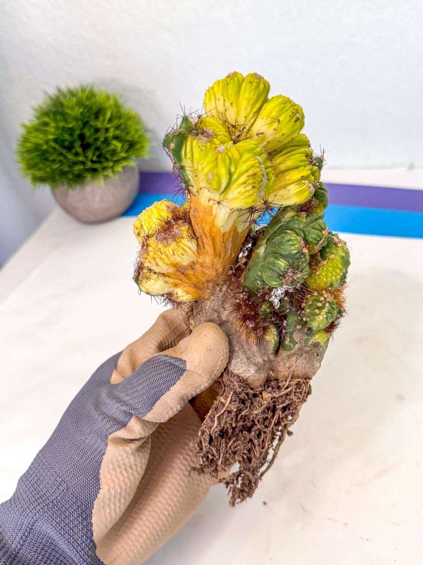 Cereus monstruosus Variegatus Hort (16) | Imported