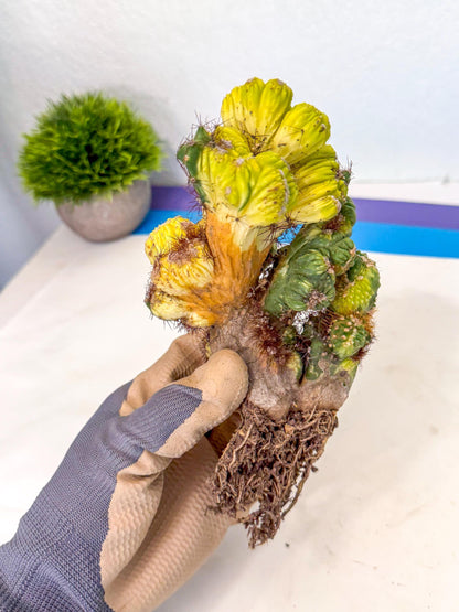 Cereus monstruosus Variegatus Hort (16) | Imported