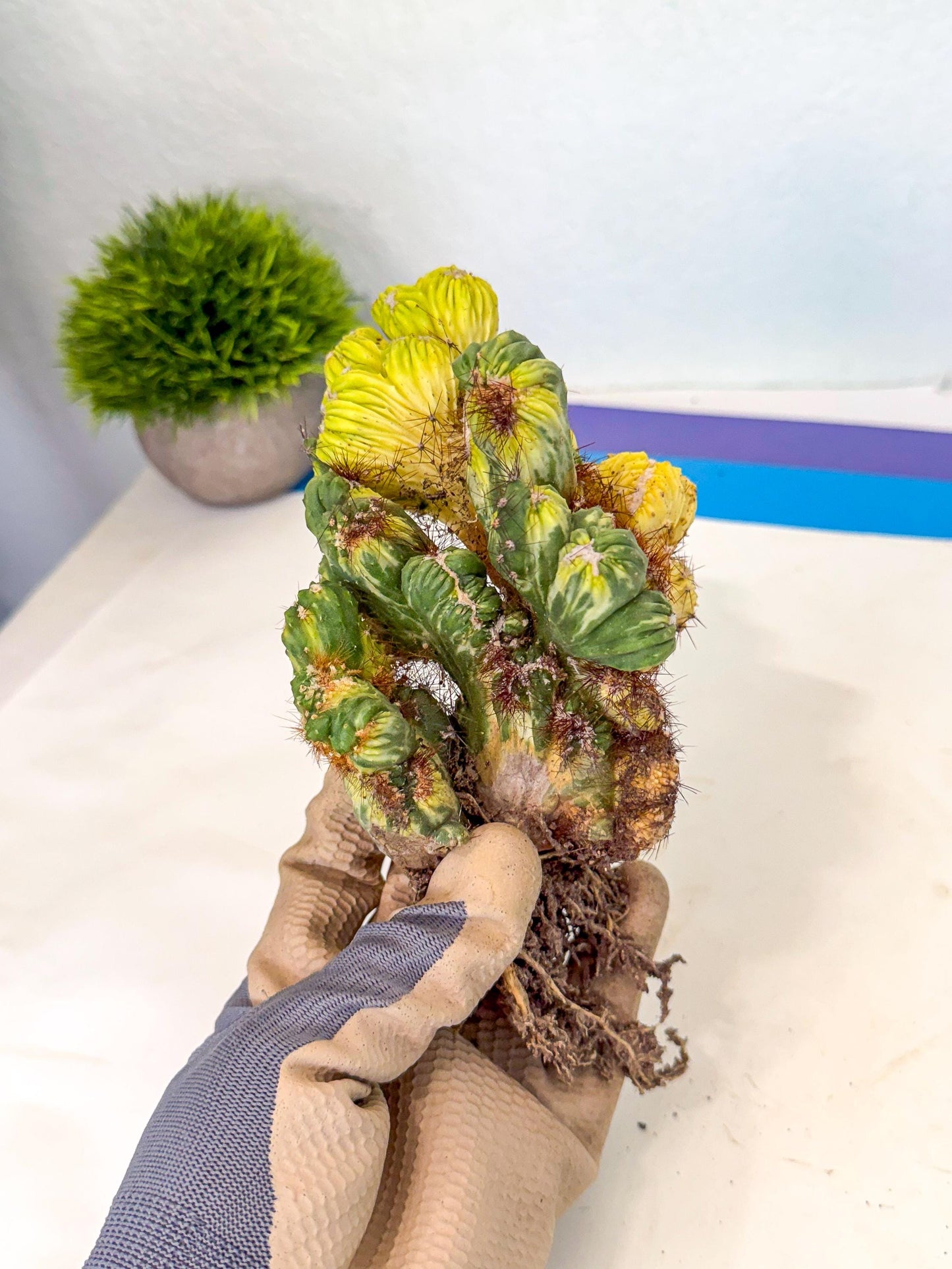 Cereus monstruosus Variegatus Hort (16) | Imported