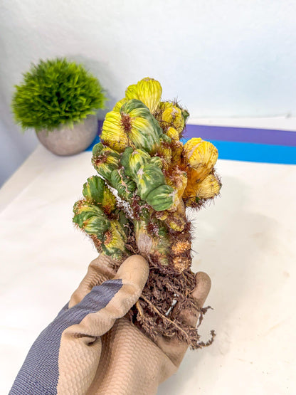 Cereus monstruosus Variegatus Hort (16) | Imported
