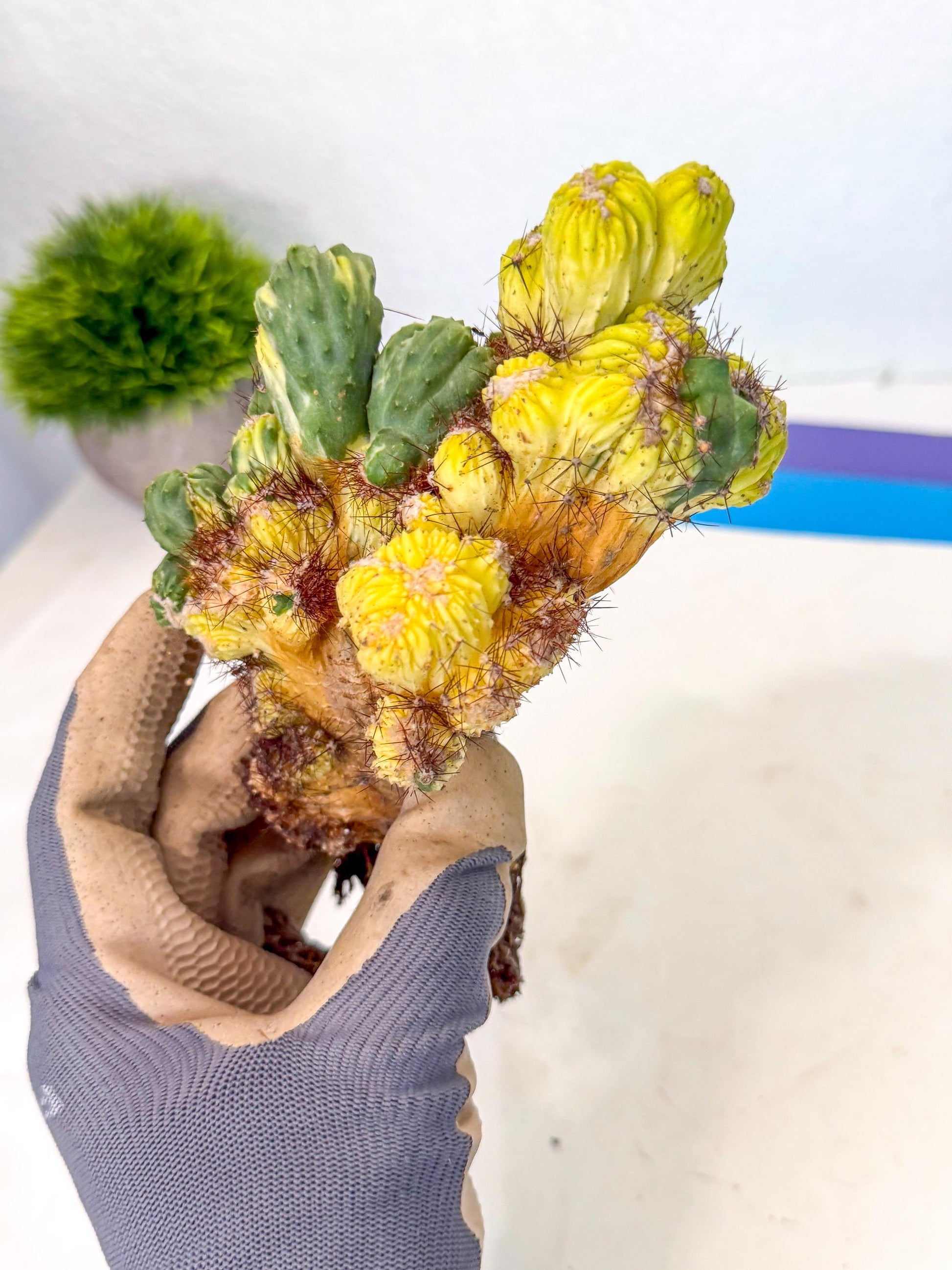 Cereus monstruosus Variegatus Hort (16) | Imported