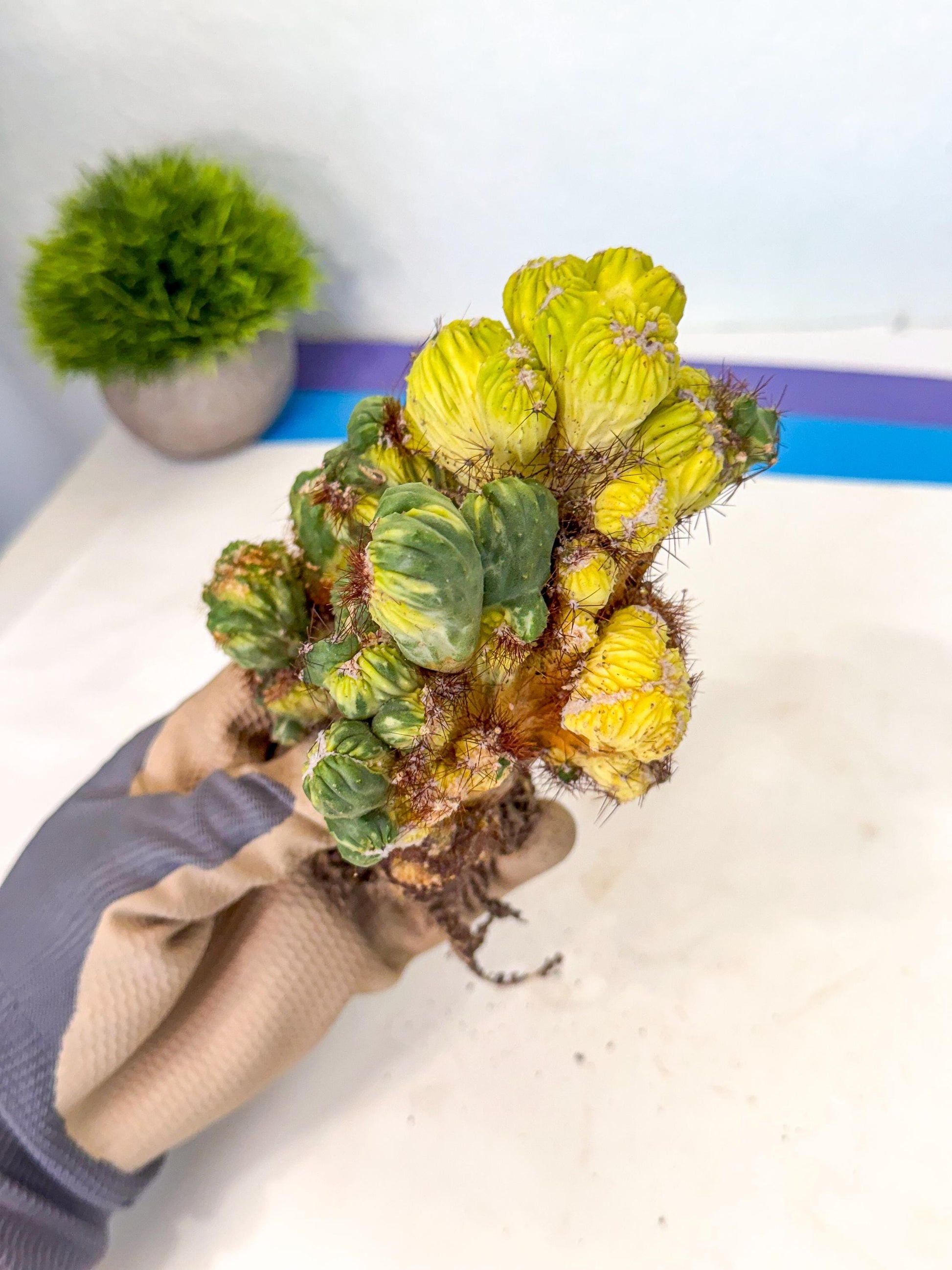 Cereus monstruosus Variegatus Hort (16) | Imported