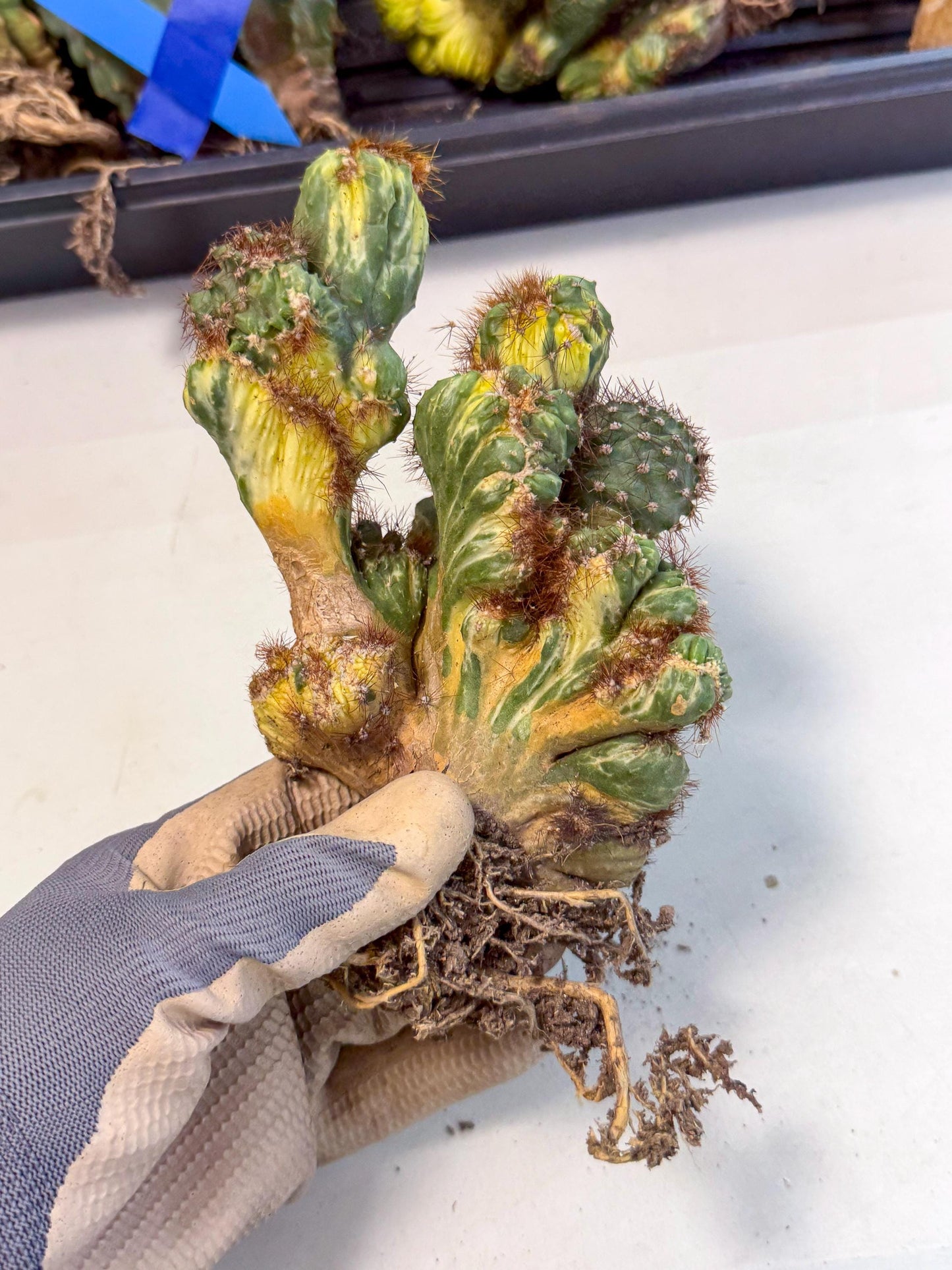 Cereus monstruosus Variegatus Hort (15) | Imported