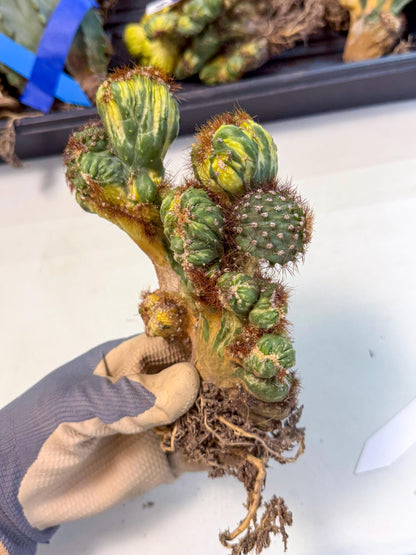 Cereus monstruosus Variegatus Hort (15) | Imported