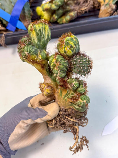 Cereus monstruosus Variegatus Hort (15) | Imported