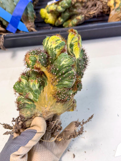 Cereus monstruosus Variegatus Hort (15) | Imported