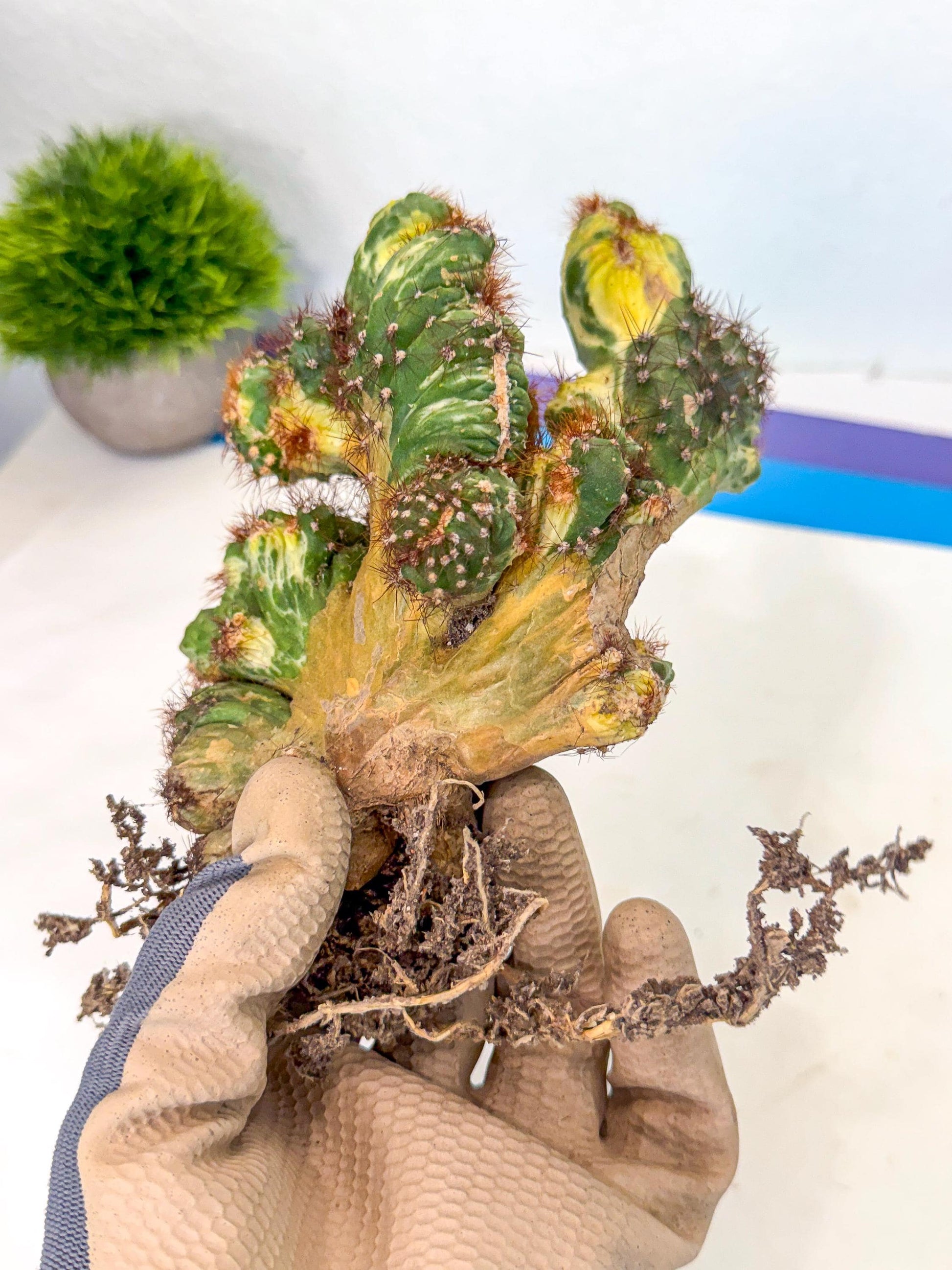 Cereus monstruosus Variegatus Hort (15) | Imported