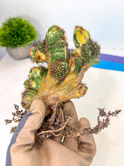 Cereus monstruosus Variegatus Hort (15) | Imported