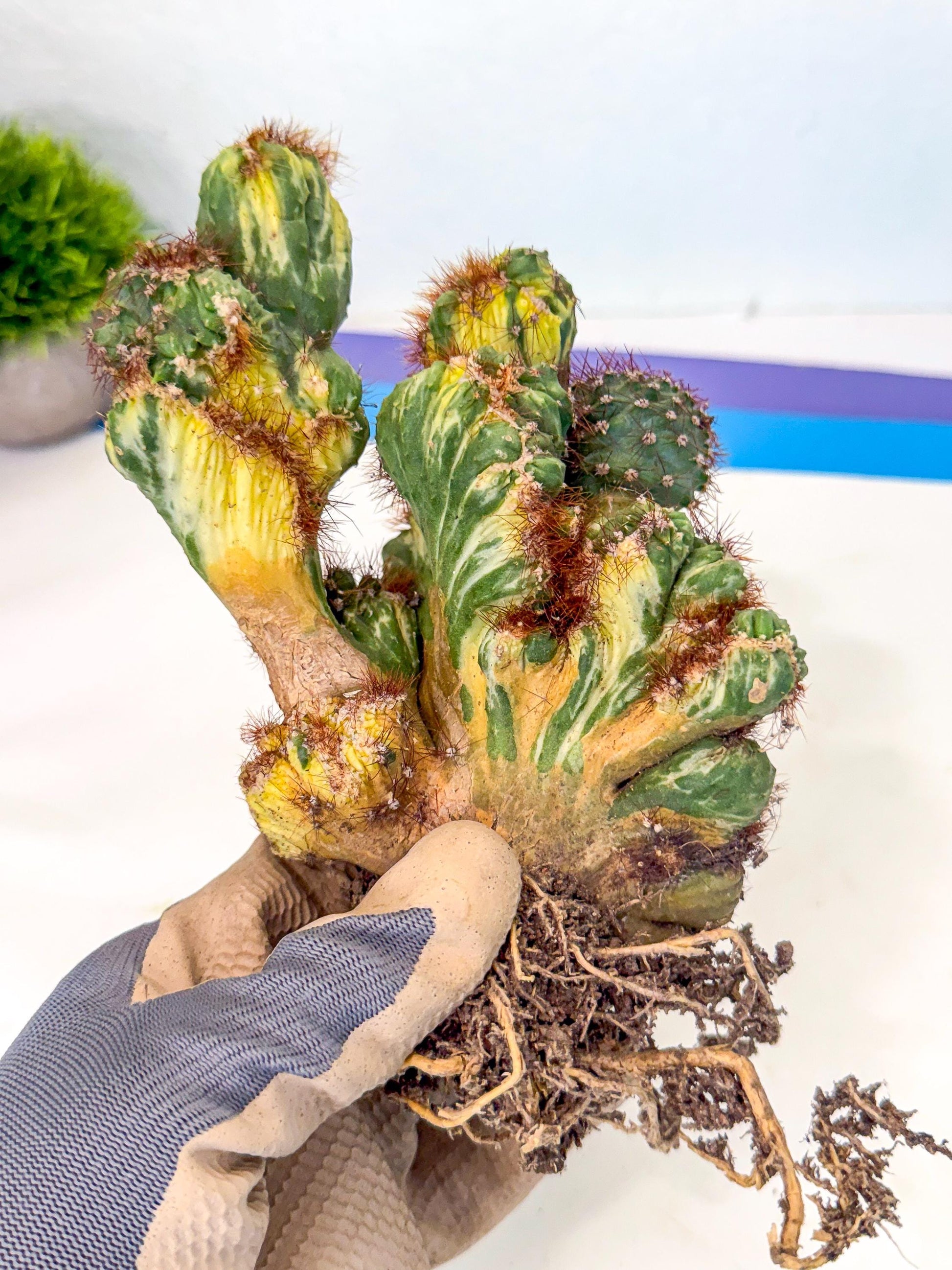 Cereus monstruosus Variegatus Hort (15) | Imported
