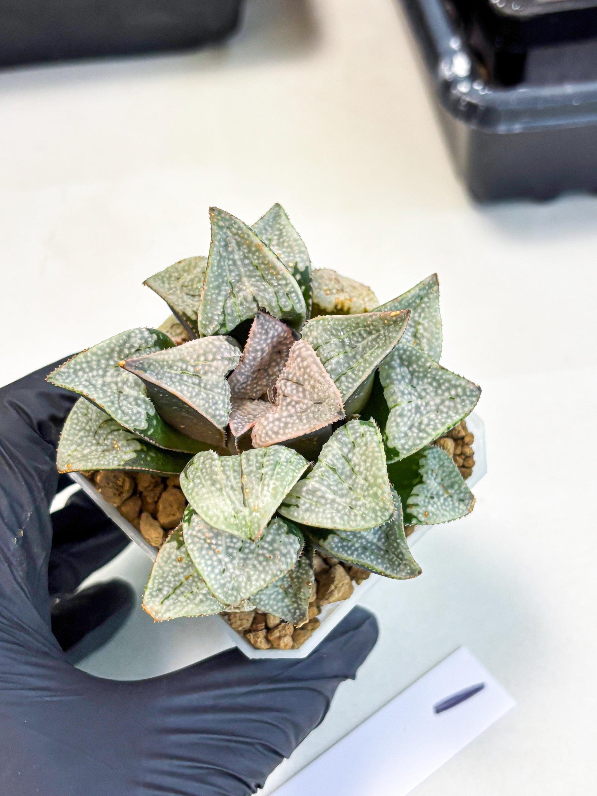 Haworthia Splendes Japan (wa1) (g1) | Rare Succulent