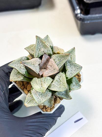 Haworthia Splendes Japan (wa1) (g1) | Rare Succulent