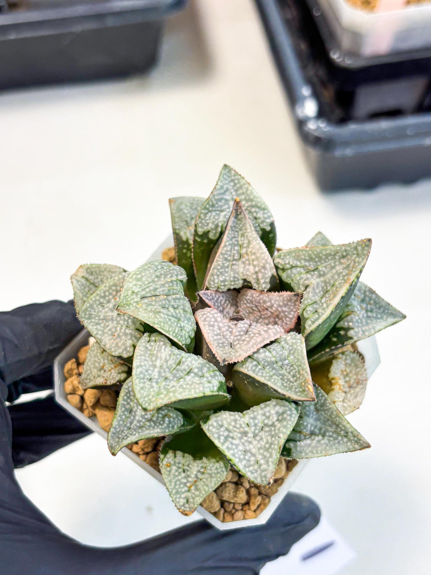 Haworthia Splendes Japan (wa1) (g1) | Rare Succulent
