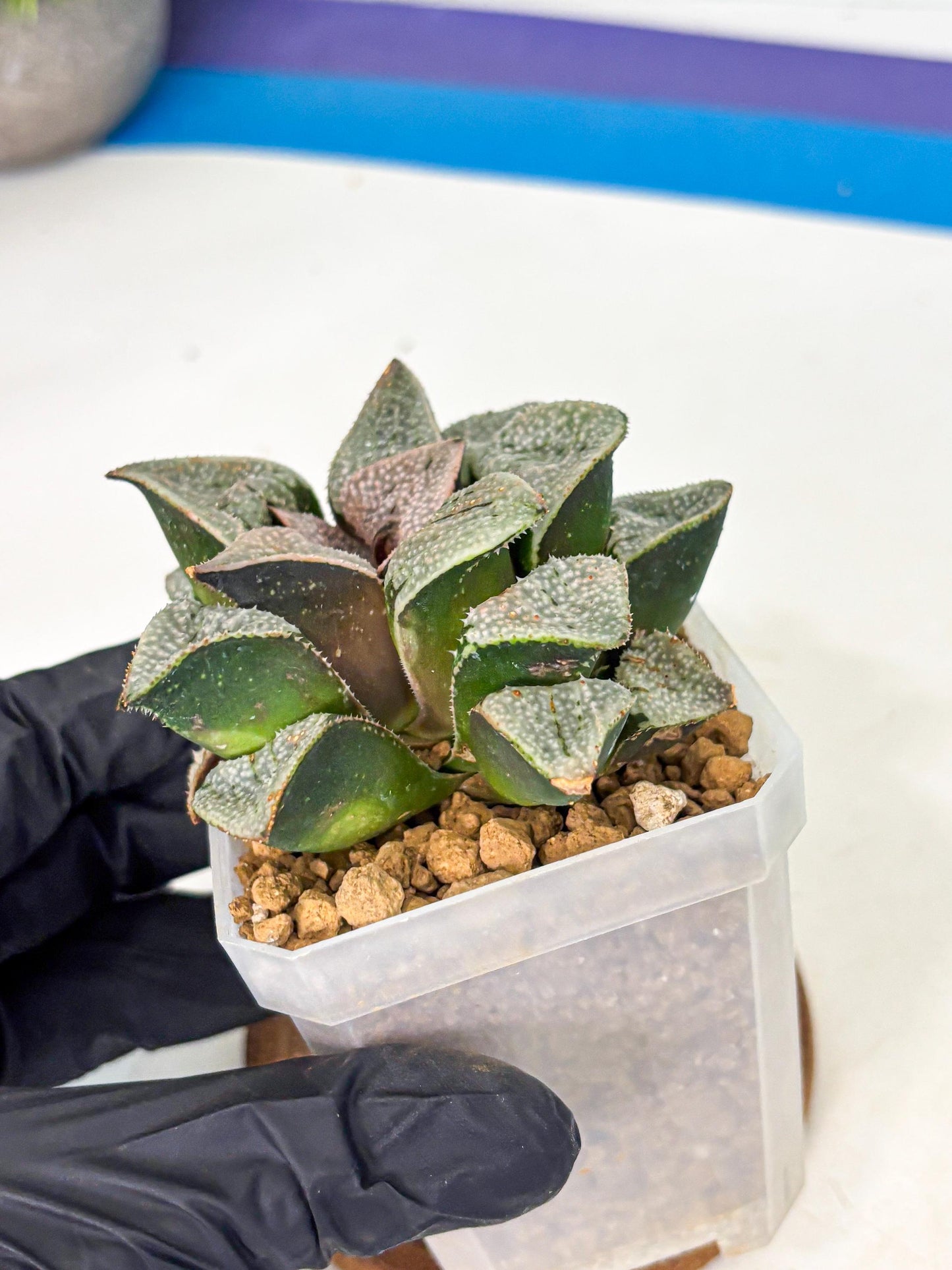 Haworthia Splendes Japan (wa1) (g1) | Rare Succulent