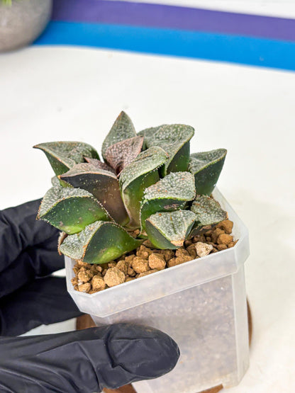 Haworthia Splendes Japan (wa1) (g1) | Rare Succulent