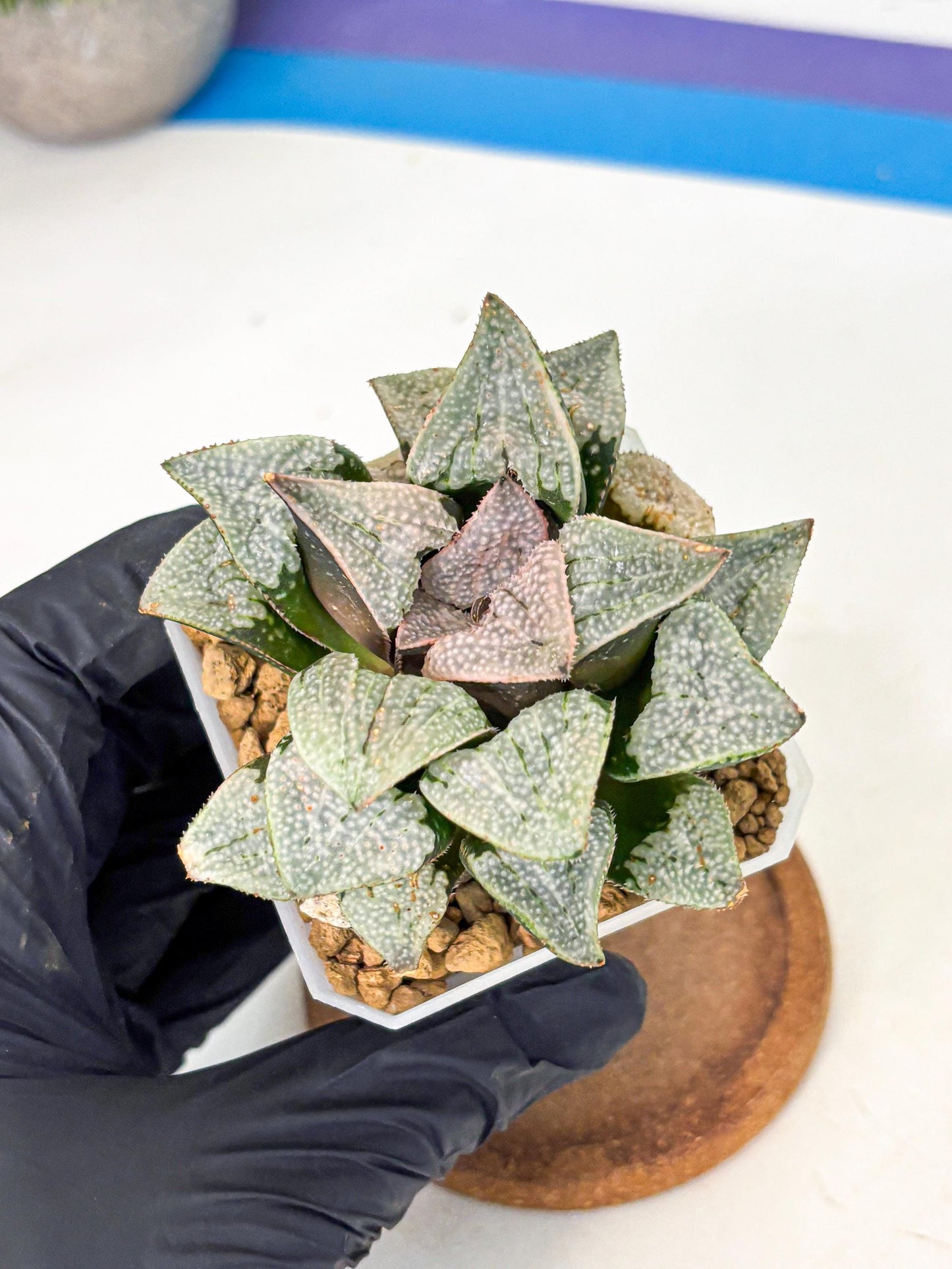 Haworthia Splendes Japan (wa1) (g1) | Rare Succulent