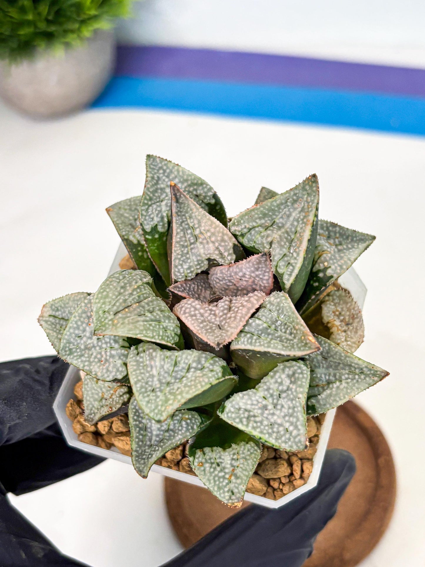 Haworthia Splendes Japan (wa1) (g1) | Rare Succulent