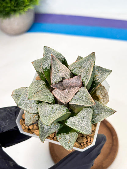 Haworthia Splendes Japan (wa1) (g1) | Rare Succulent