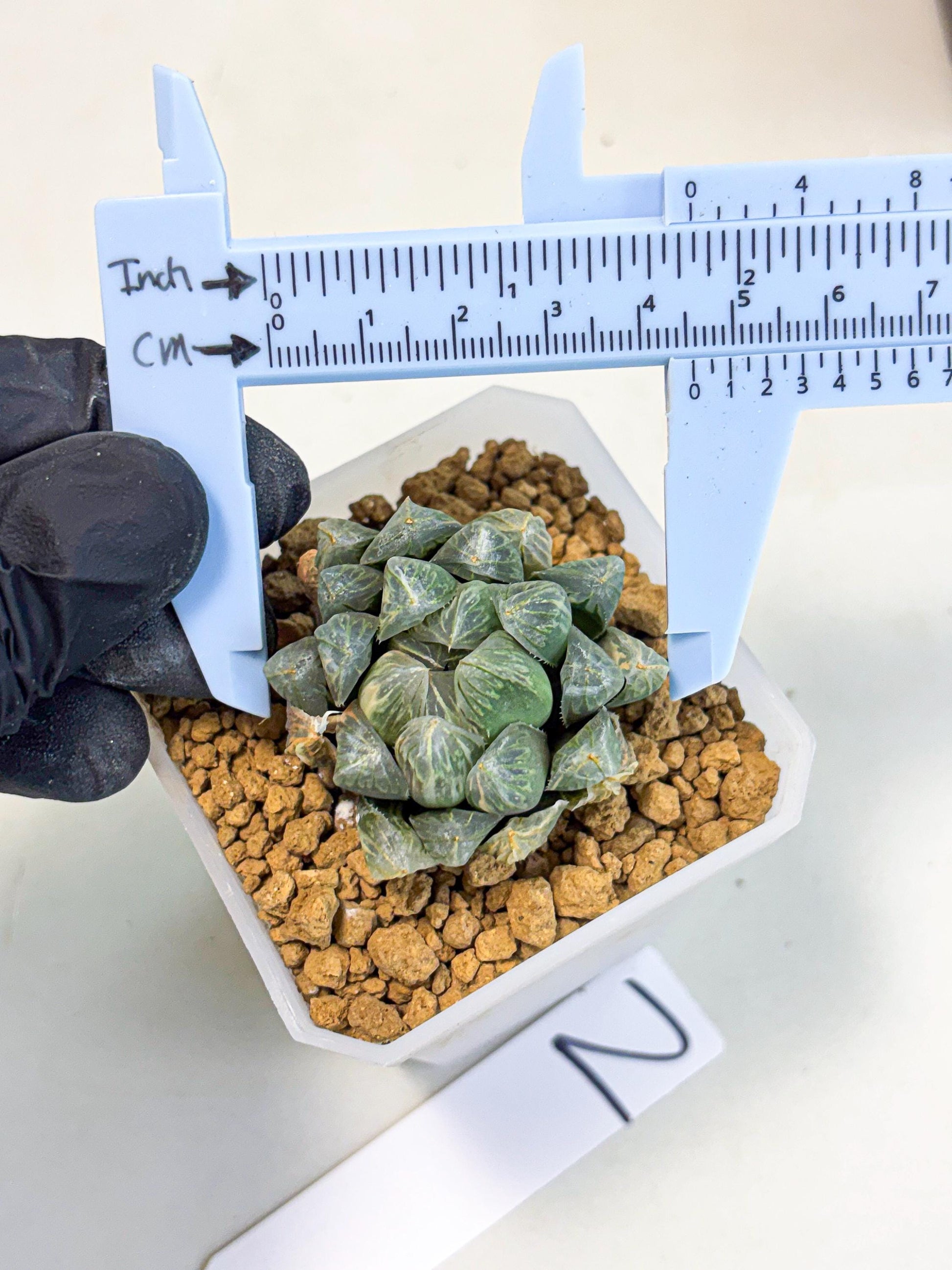 Haworthia Green Princesses (wa1) (g2) | Rare Succulent