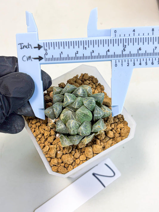 Haworthia Green Princesses (wa1) (g2) | Rare Succulent