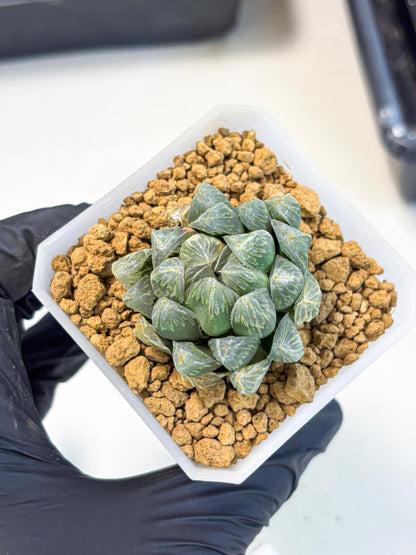 Haworthia Green Princesses (wa1) (g2) | Rare Succulent