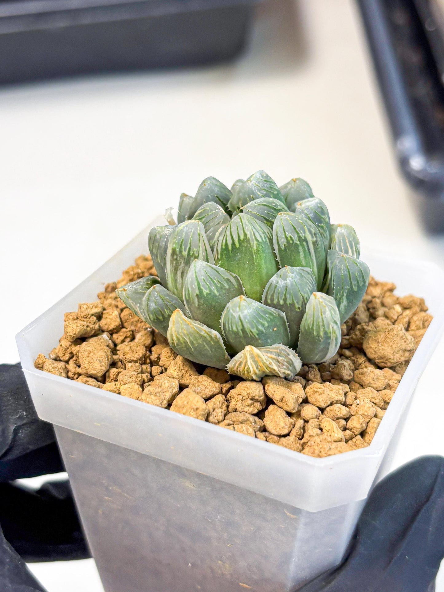 Haworthia Green Princesses (wa1) (g2) | Rare Succulent