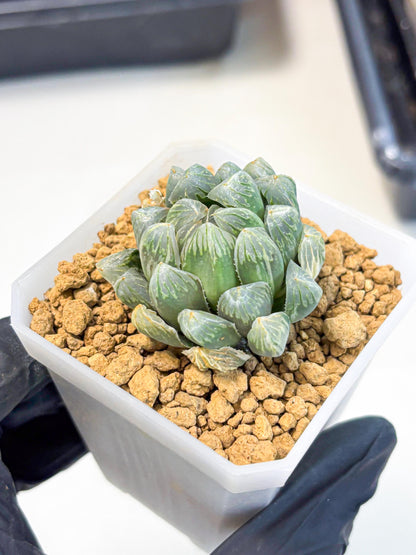 Haworthia Green Princesses (wa1) (g2) | Rare Succulent