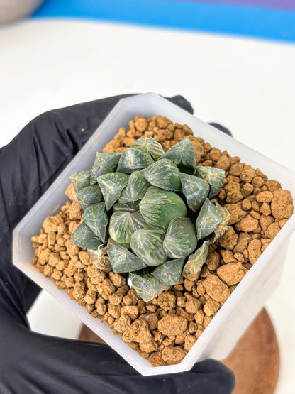 Haworthia Green Princesses (wa1) (g2) | Rare Succulent