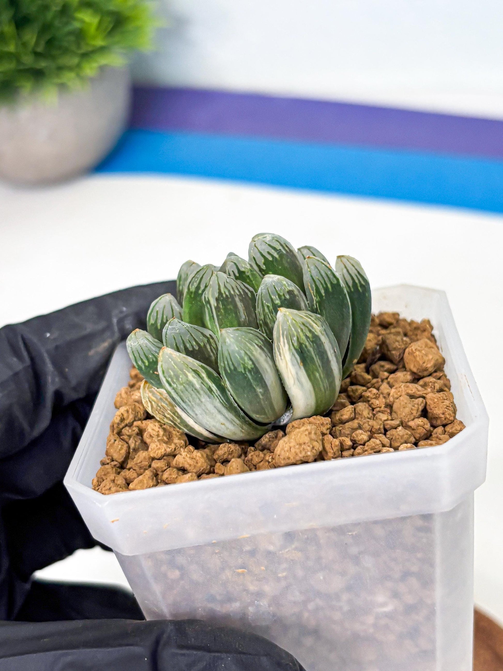 Haworthia Green Princesses (wa1) (g2) | Rare Succulent