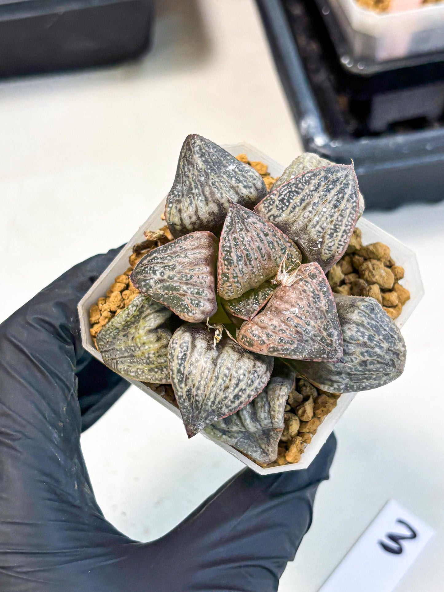 Haworthia Splendens Hana Aoi (wa1) (g3) | Japan Succulent