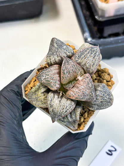 Haworthia Splendens Hana Aoi (wa1) (g3) | Japan Succulent