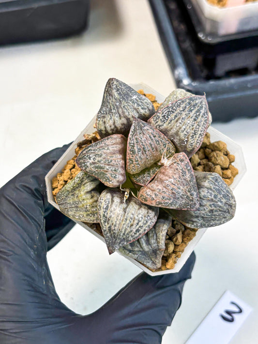 Haworthia Splendens Hana Aoi (wa1) (g3) | Japan Succulent